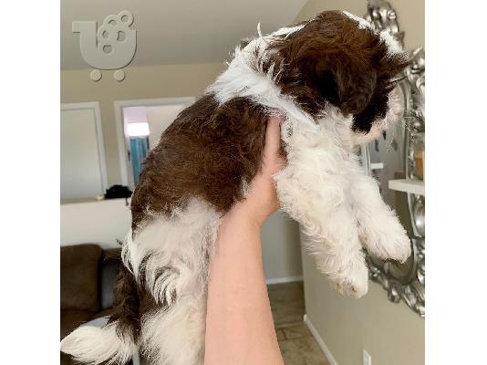 Shih Tzu